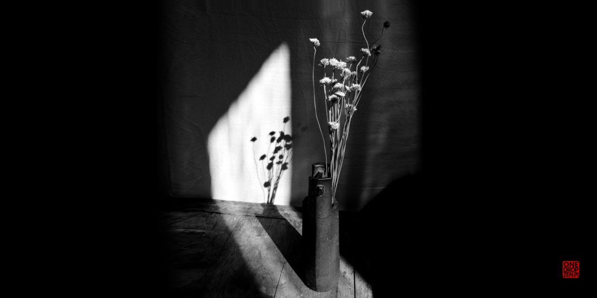 "Pamiętnik kwiatów". Wystawa fotografii Taikyo Istvana Szaladjak w Galerii 111 w Szczecinie 06-09.2023